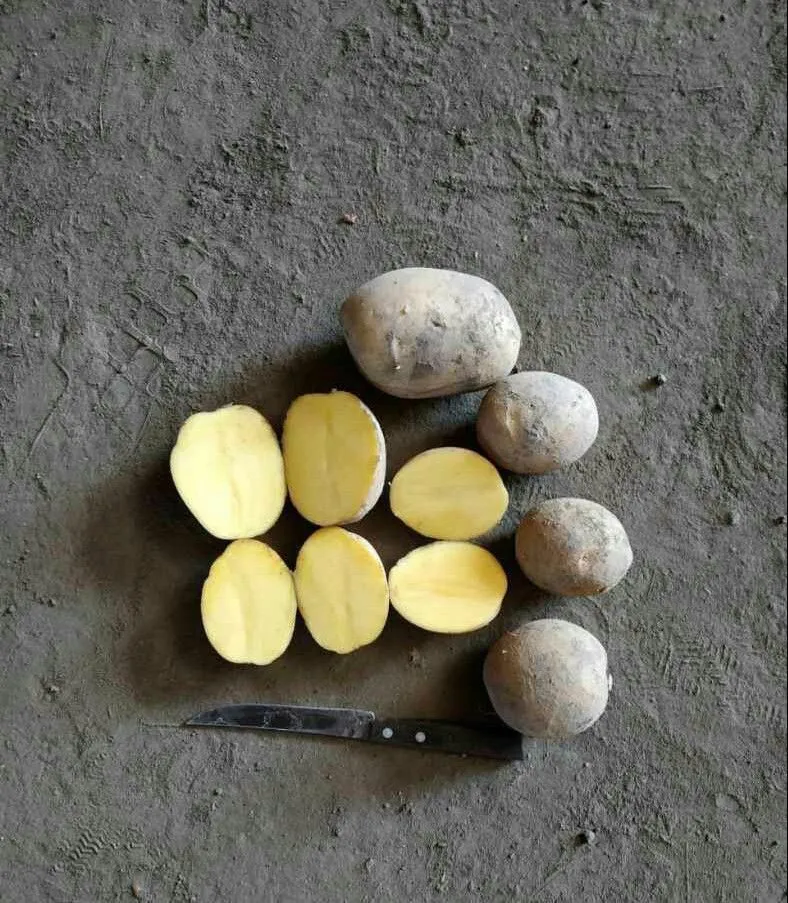 картофель оптом Гала в Самаре 4