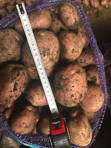 картофель оптом 5+ от производителя в Самаре 2