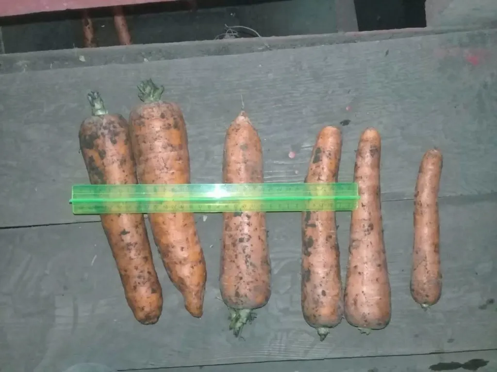 морковь  в Самаре