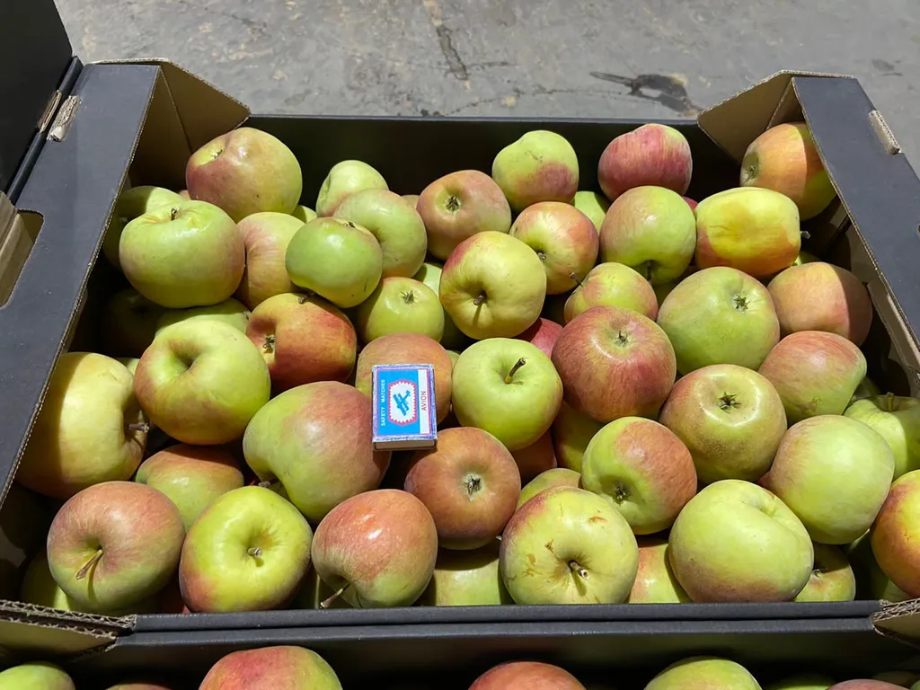 жигулевское яблоко в Самаре