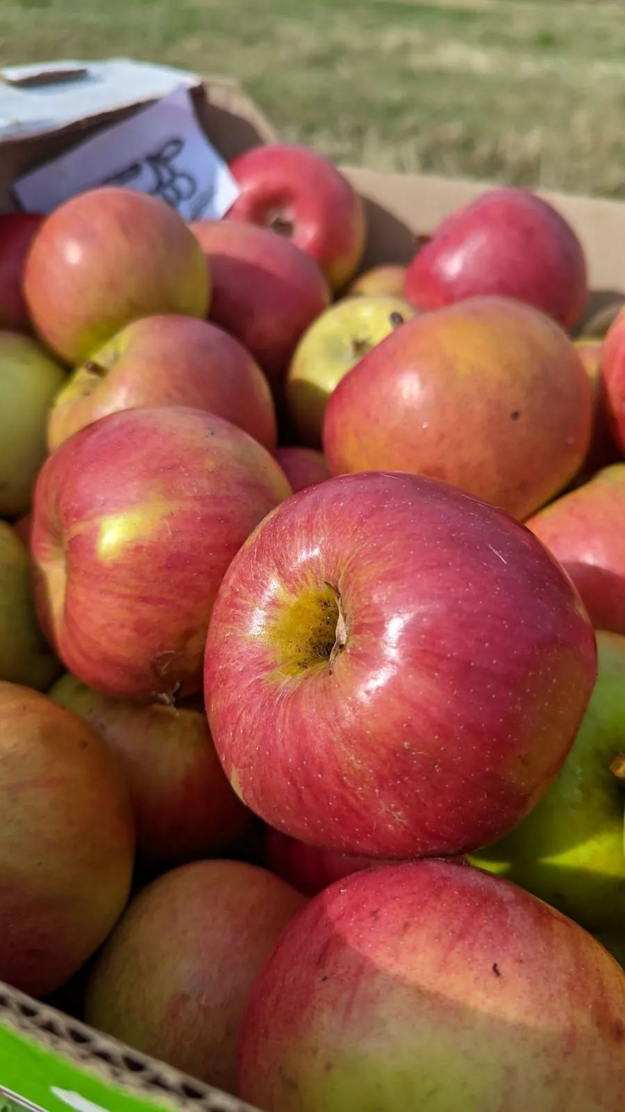 яблоки оптом от производителя 2022 в Самаре и Самарской области