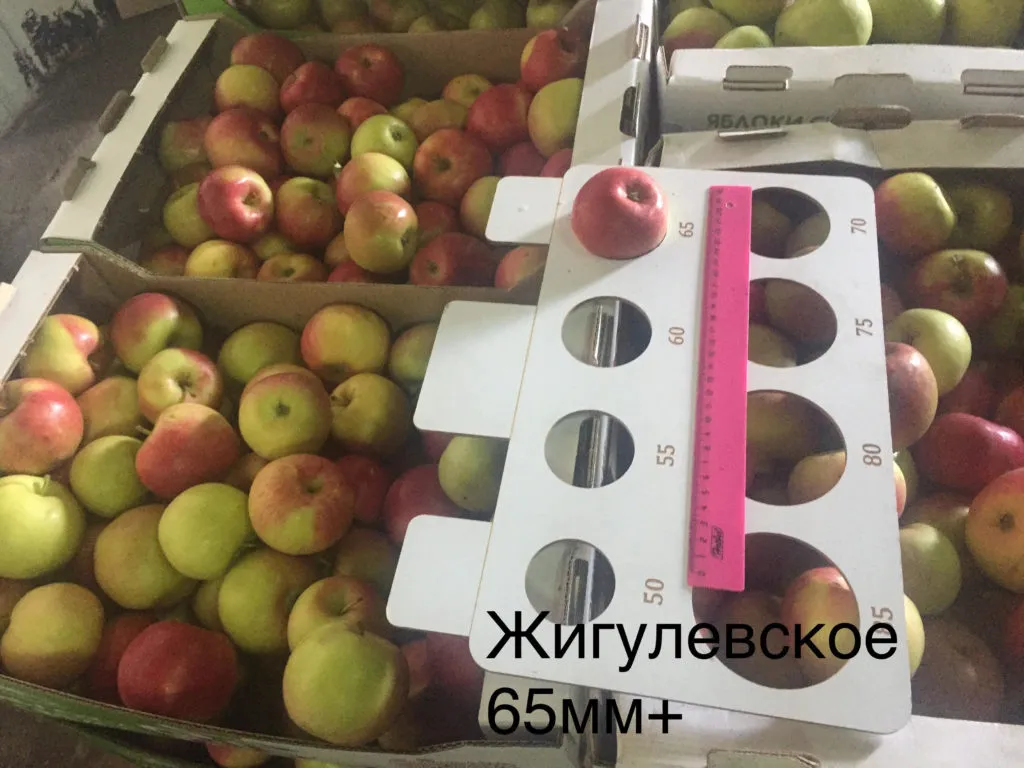 яблоки оптом Самарская область в Сызрани 4