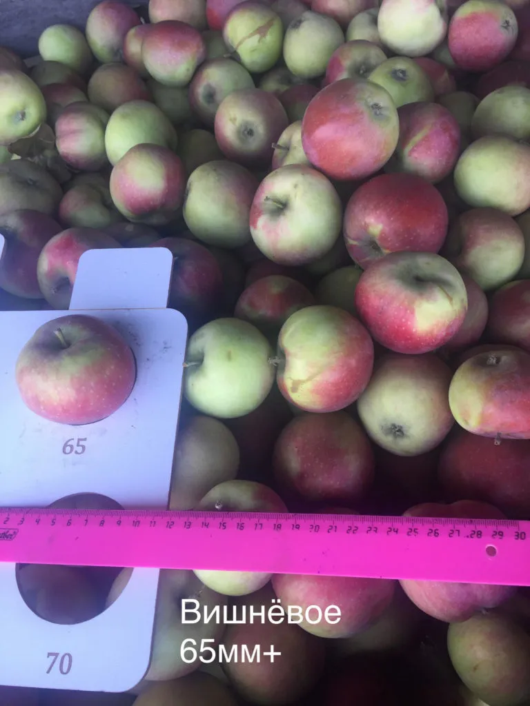 яблоко оптом 17р. кг!! Самарская область в Сызрани 2