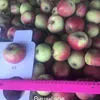 яблоко оптом 17р. кг!! Самарская область в Сызрани 2