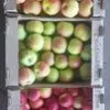 яблоки от Производителя в Самаре