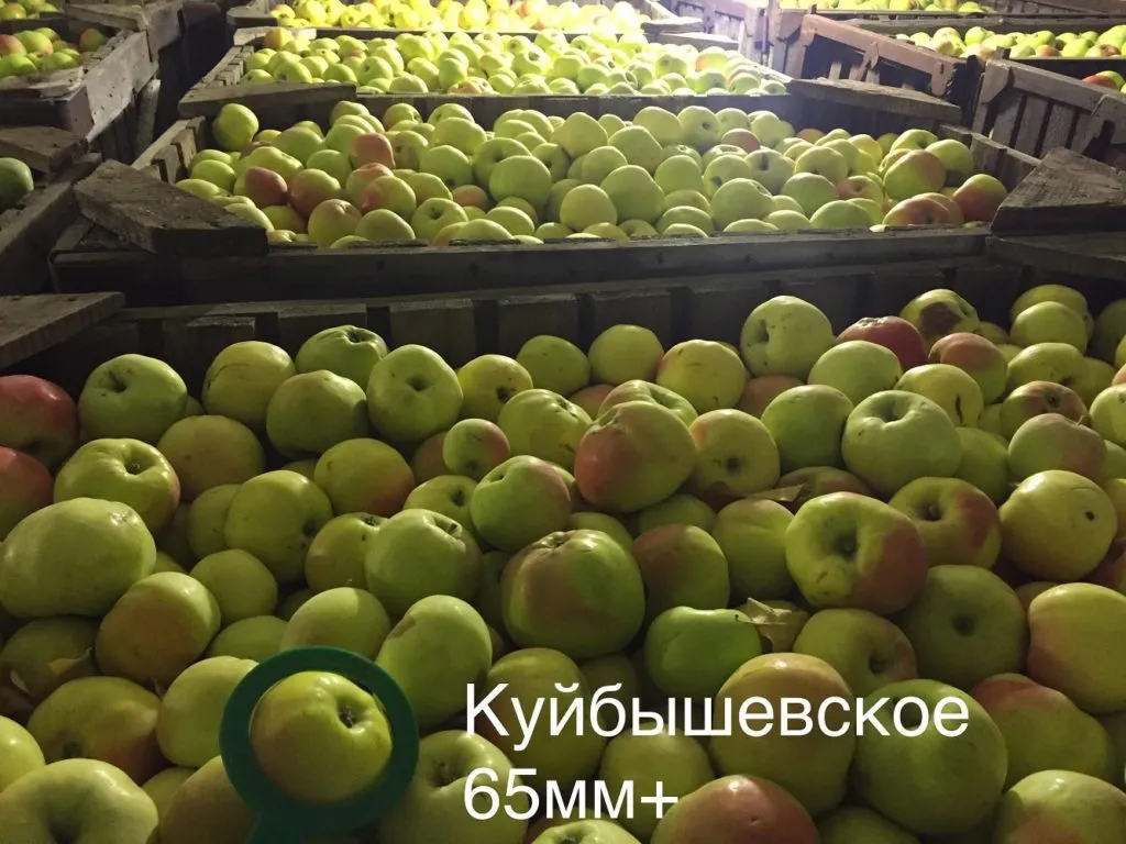 яблоки оптом 2019 Пензенская обл в Самаре 8