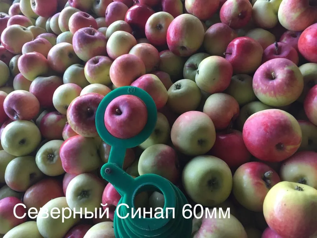 яблоки оптом 2019 Пензенская обл в Самаре 5