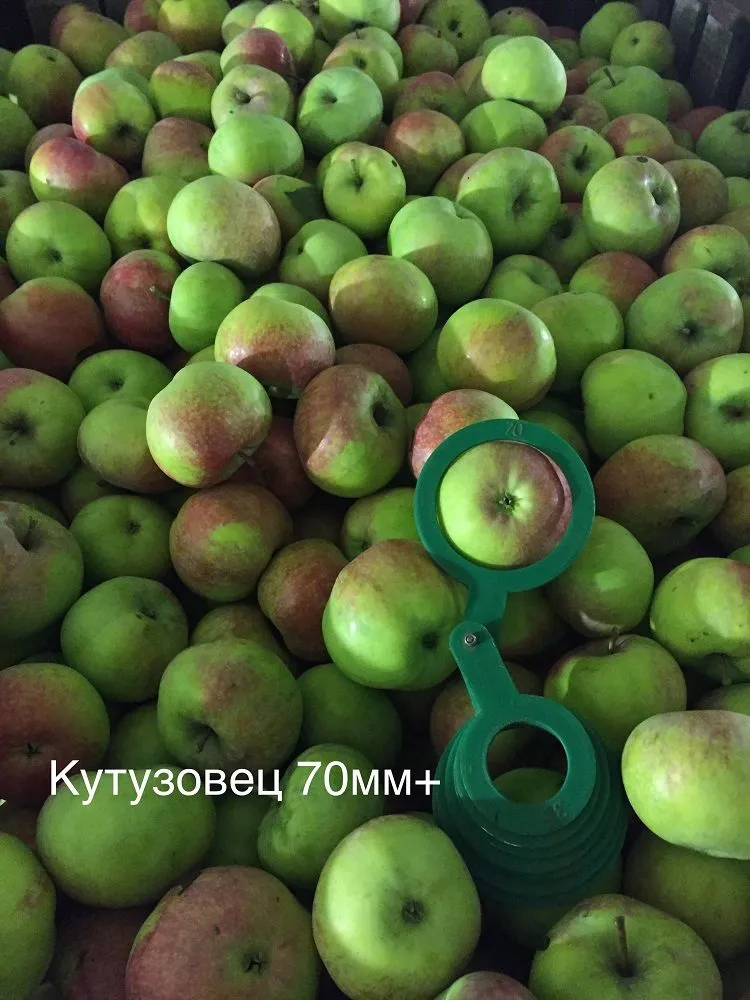 яблоко оптом Пензенская область, Спасск в Самаре 3