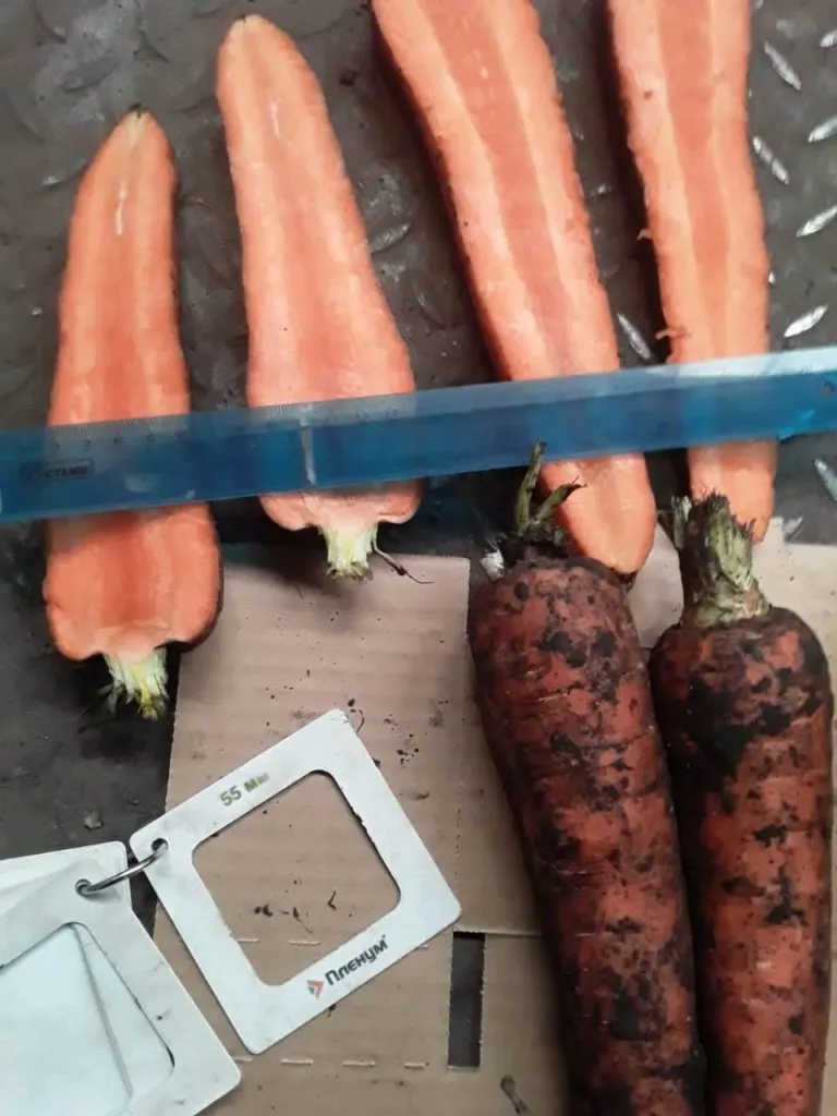 морковь  в Самаре 5