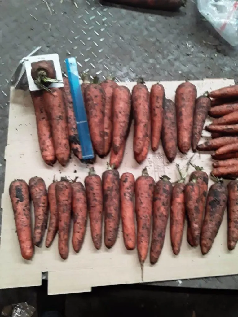 морковь  в Самаре 2