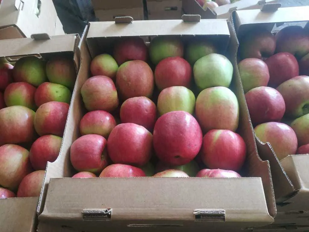 яблоки летние  в Самаре