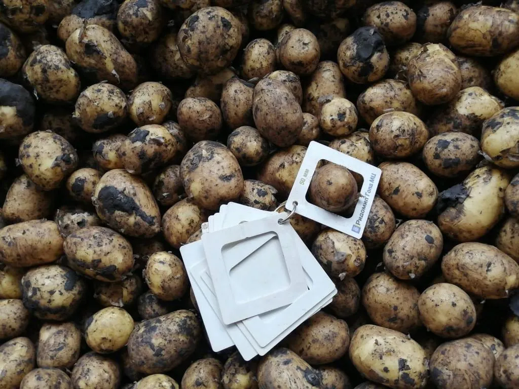 картофель от производителя  в Самаре